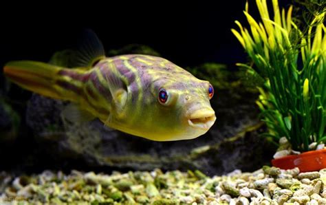 娃娃魚怎麼養|巧克力娃娃魚，既小巧可愛又好養的觀賞魚，注意4點。